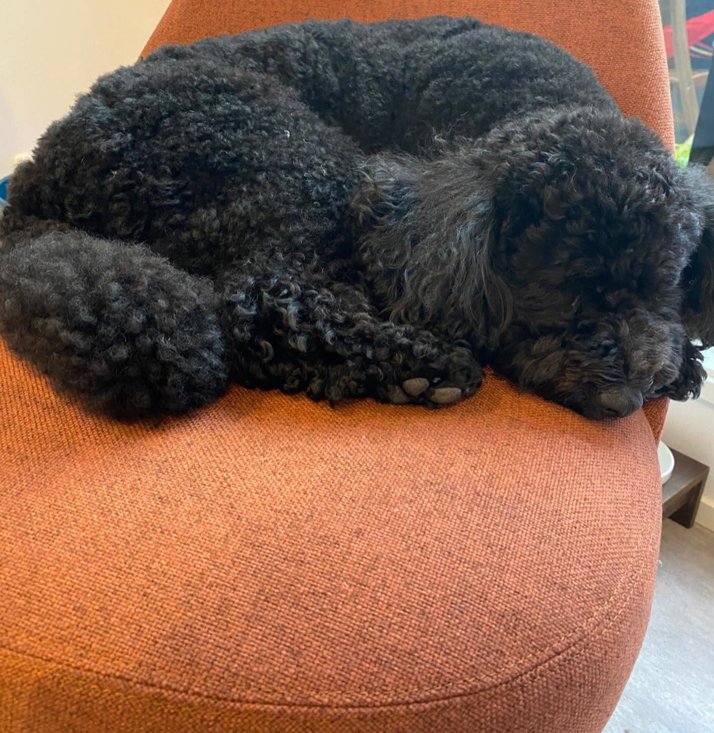 オレンジ色の布張りの椅子の上で丸くなって眠る、黒い巻き毛の犬。